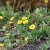 Geum montanum Diana, Bergnejlikrot