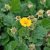 Geum montanum Diana, Bergnejlikrot