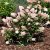 Hydrangea paniculata Sundae Fraise ®, Syrénhortensia