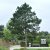 Pinus nigra