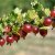 Ribes grossularia Ronja, Röda Krusbär, busk C3,5