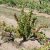 Ribes grossularia Ronja, Röda Krusbär, busk C3,5