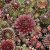 Sempervivum hybr. Silberkarneol, Taklök, P9cm