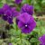 Viola x williamsii Monica, Bukettviol