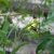 tangutica Harry Smith, Gullklematis, C2