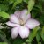 Clematis patens Morning Star ®