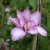 Clematis patens Morning Star ®