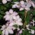 patens Omoshiro, Klematis Storblommig, C2patens Omoshiro, Klematis Storblommig, C2