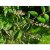 Deutzia scabra Plena, Deutzia