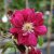 patens Red Star, Klematis Storblommig, C2