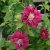 patens Red Star, Klematis Storblommig, C2