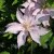 Clematis patens Morning Star ®