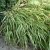 Hakonechloa macra Albostriata, Hakonegräs