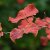 Hamamelis intermedia Diane, Hybridtrollhassel