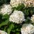 Hydrangea paniculata Silver Dollar ®, Syrénhortensia