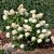 Hydrangea paniculata Silver Dollar ®, Syrénhortensia