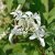 Hydrangea paniculata Great Star ® (Le Vasterival)