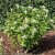 Hydrangea paniculata Great Star ® (Le Vasterival)