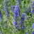 Hyssopus officinalis, Isop