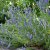 Hyssopus officinalis, Isop