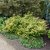 Ilex crenata Golden Gem, Japansk Järnek