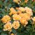 Rosa Flaming Cover ®