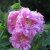 Rosa majalis foecundissima