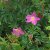 Rosa nitida