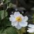 Anemone x hybrida Andrea Aktinson, Stor Höstanemon