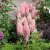 Astilbe arendsii Look at Me ®