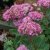 Hylotelephium spectabile Carmen