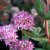 Hylotelephium spectabile Carmen