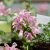 Lamium maculatum Pink Pewter, Rosenplister, P9cm