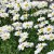 Leucanthemum x s. Bröllopsgåvan, Jätteprästkrage