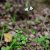 Linnaea borealis, Linnea, P9cm