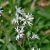 Lychnis flos-cuculi White Robin, Gökblomster, P9cm
