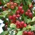 Malus Red Sentinel