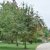 Malus Red Sentinel