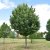 Malus tschonoskii
