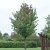 Malus tschonoskii