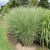 Miscanthus sinensis Morning Light, Glansmiskantus