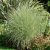 Miscanthus sinensis Morning Light, Glansmiskantus
