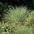 Miscanthus sinensis Morning Light, Glansmiskantus