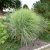 Miscanthus sinensis Morning Light, Glansmiskantus