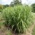 Miscanthus sinensis Zebrinus, Zebragräs