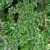 Nothofagus antarctica, Sydbok, 100-125 C
