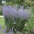 Perovskia atriplicifolia Blue Spire, Perovskia / Himmelsspira