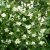 Philadelphus coronarius Finn E, Doftschersmin