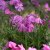 Phlox subulata Mac Daniel´s Cushion, Mossflox