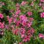 Phlox subulata Scarlet Flame, Mossflox